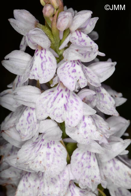 Dactylorhiza islandica = Dactylorhiza maculata subsp. islandica