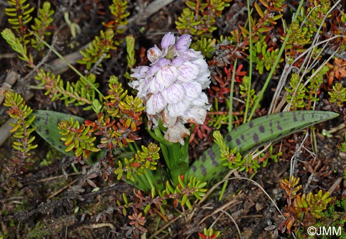 Dactylorhiza islandica & Empetrum nigrum