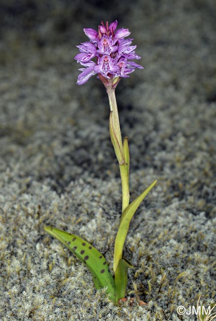 Dactylorhiza islandica = Dactylorhiza maculata subsp. islandica