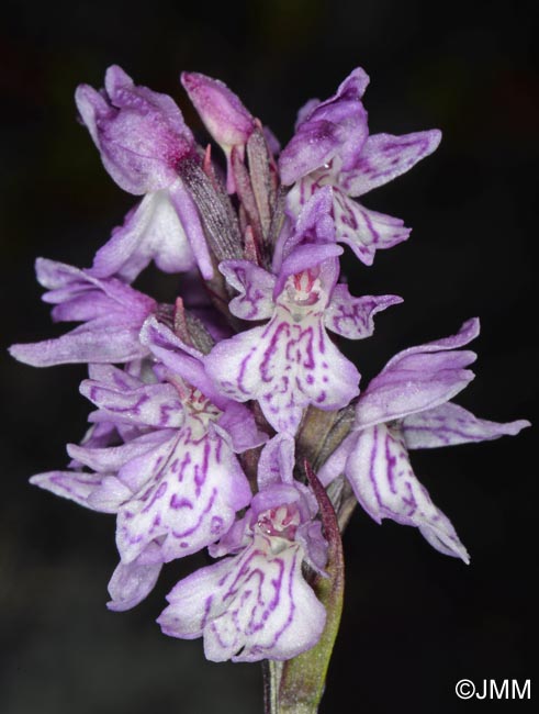 Dactylorhiza islandica = Dactylorhiza maculata subsp. islandica