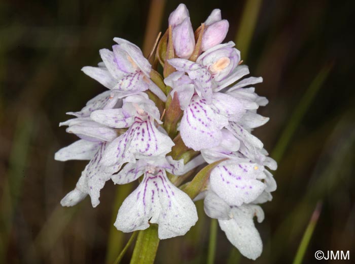 Dactylorhiza islandica = Dactylorhiza maculata subsp. islandica