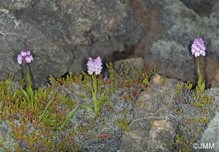 Dactylorhiza islandica = Dactylorhiza maculata subsp. islandica