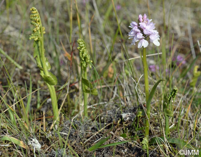 Dactylorhiza islandica & Botrychium lunaria