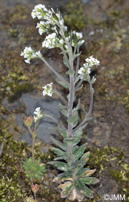 Draba incana