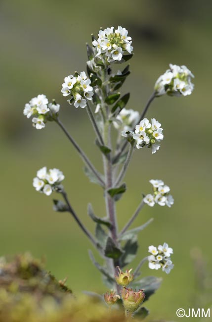 Draba incana