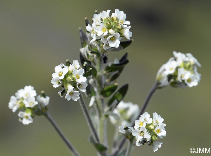 Draba incana