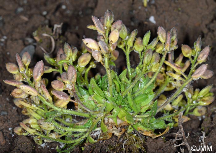 Draba rupestris = Draba norvegica ss auct.