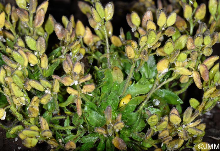 Draba rupestris = Draba norvegica ss auct.