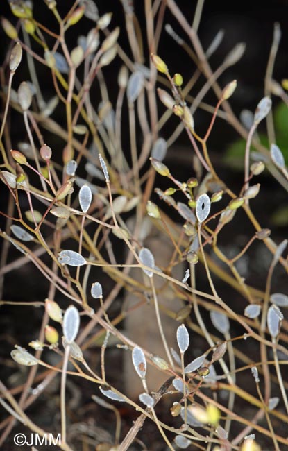 Draba verna