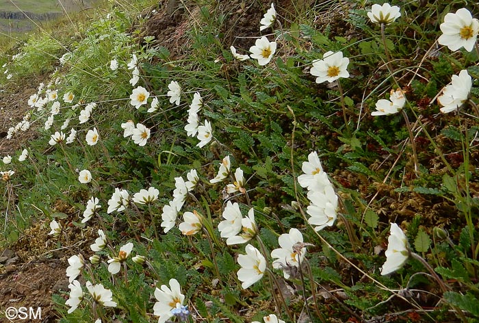 Dryas octopetala