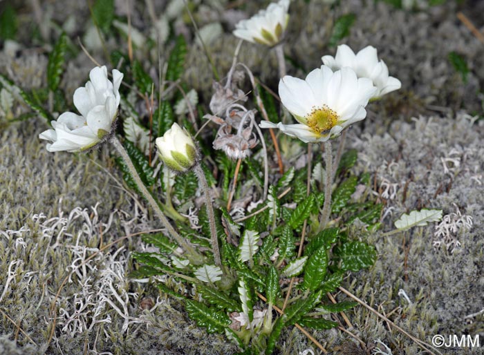 Dryas octopetala