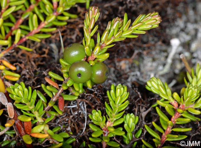 Empetrum nigrum subsp. hermaphroditum
