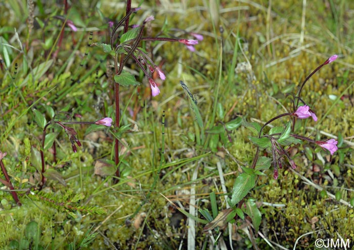 Epilobium alsinifolium