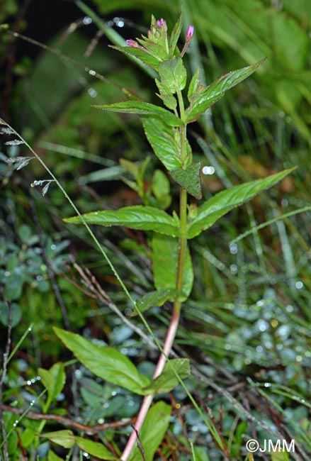 Epilobium ciliatum