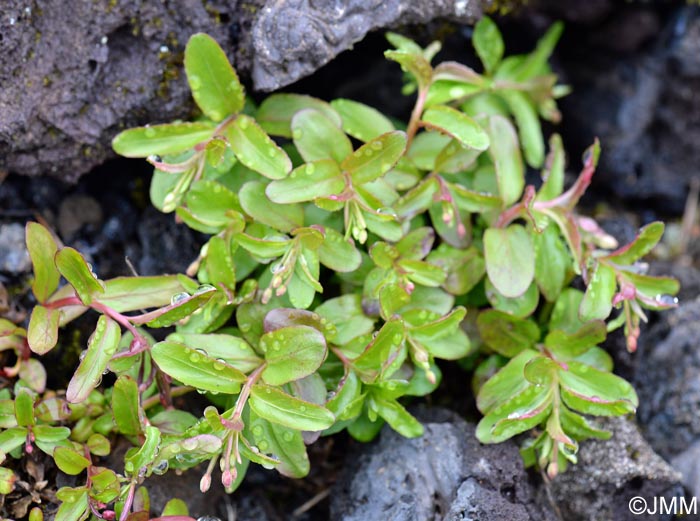 Epilobium hornemannii