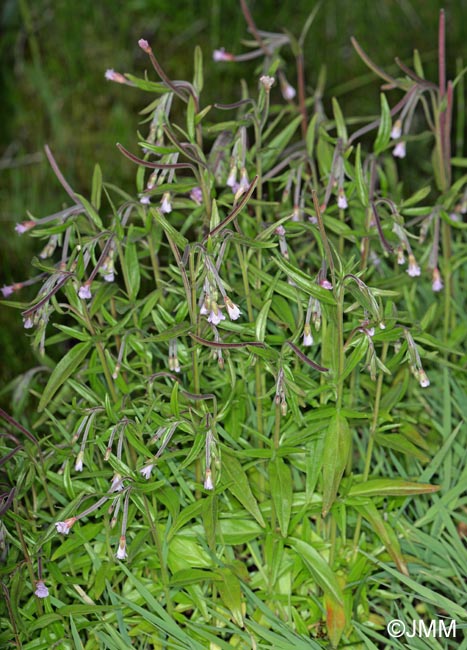 Epilobium lactiflorum