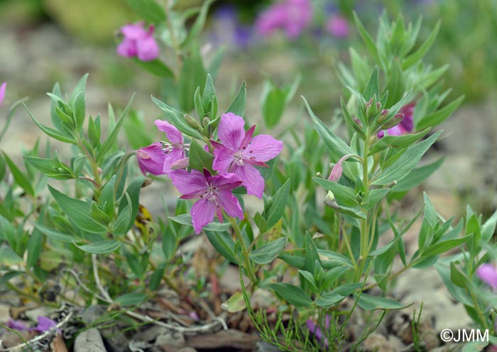 Epilobium latifolium = Chamerion latifolium