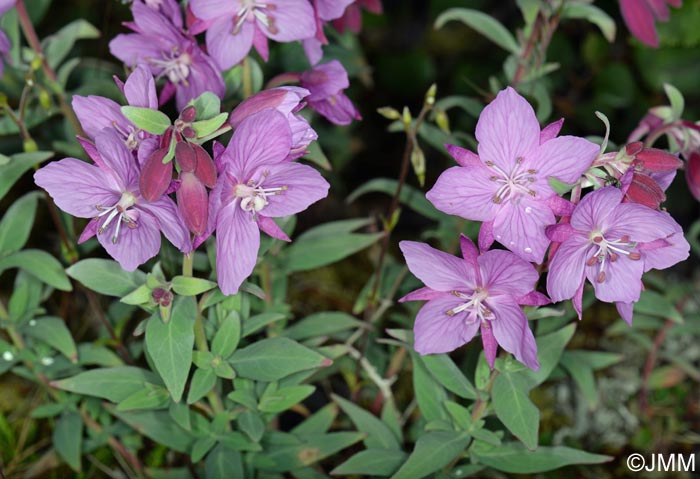 Epilobium latifolium = Chamerion latifolium