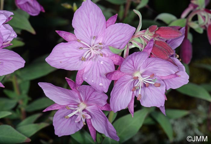 Epilobium latifolium = Chamerion latifolium