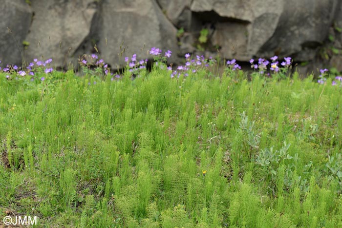 Equisetum arvense & Geranium sylvaticum