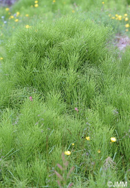 Equisetum arvense