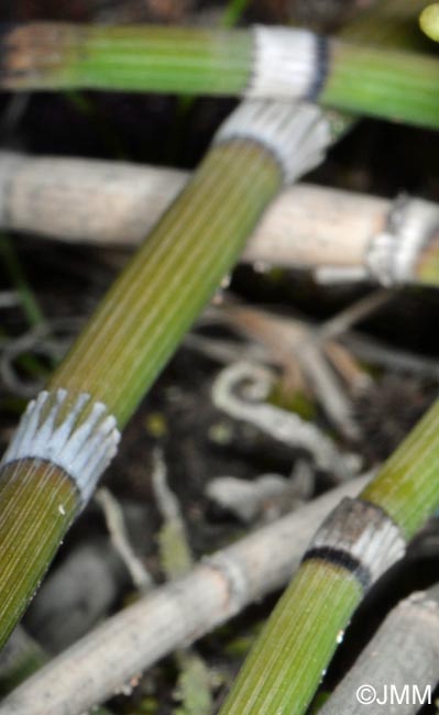 Equisetum hyemale