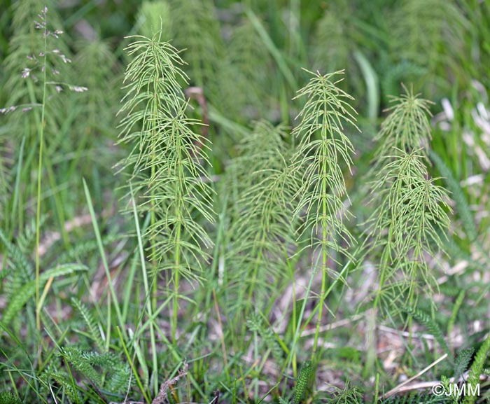 Equisetum pratense