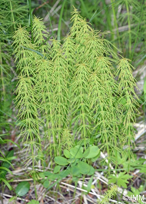 Equisetum pratense