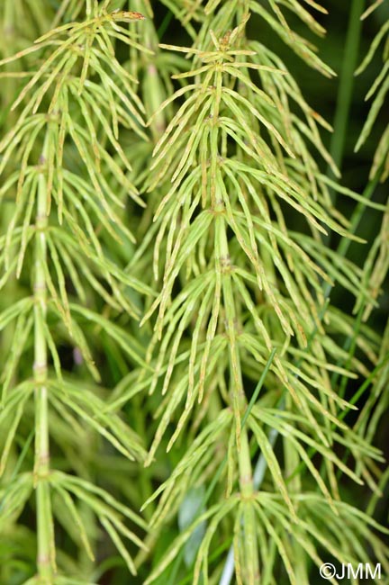 Equisetum pratense