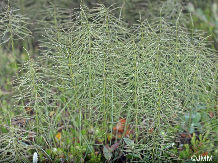 Equisetum pratense