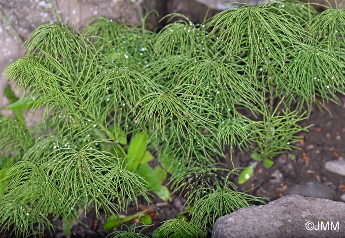 Equisetum pratense