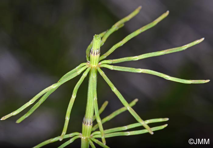 Equisetum pratense