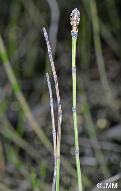 Equisetum variegatum