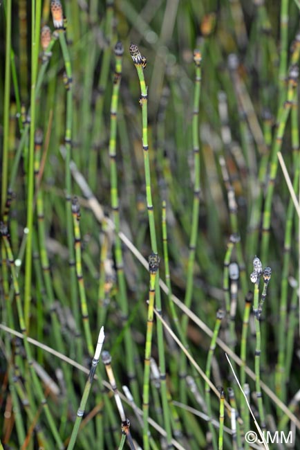 Equisetum  mackayi = Equisetum x trachyodon = Equisetum hyemale x Equisetum variegatum