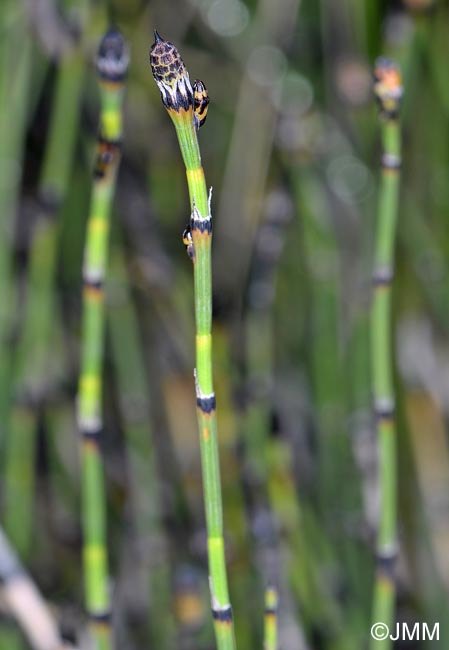 Equisetum  mackayi = Equisetum x trachyodon = Equisetum hyemale x Equisetum variegatum