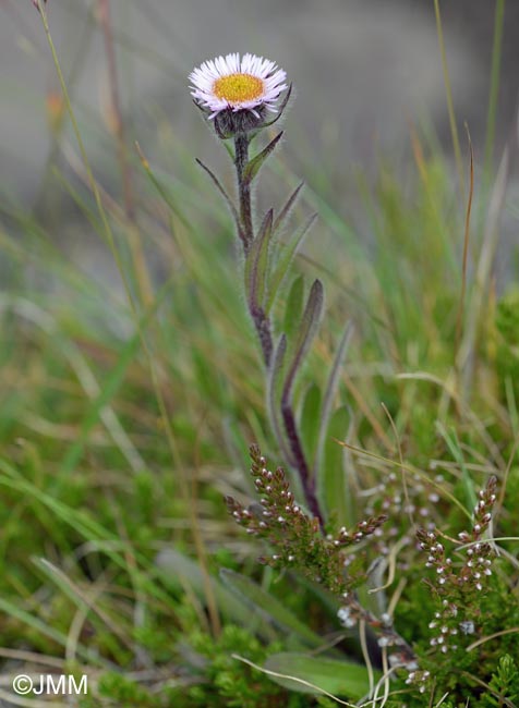 Erigeron borealis