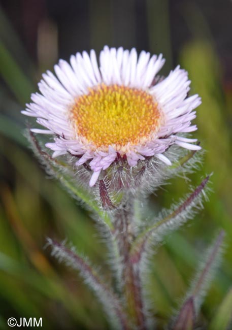 Erigeron borealis