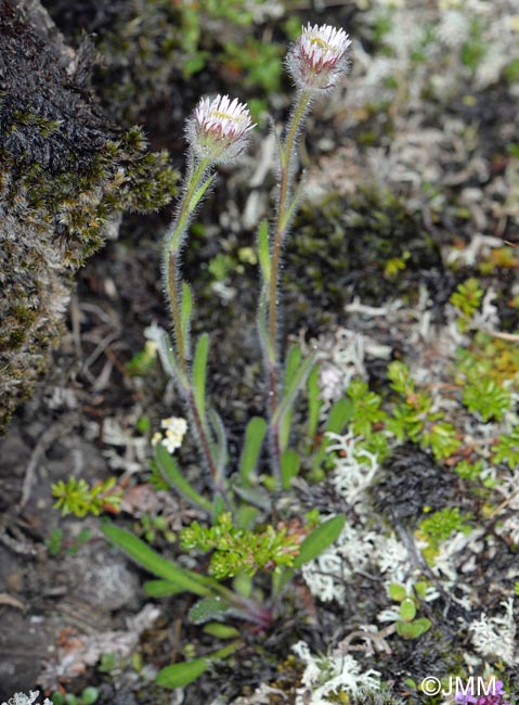 Erigeron uniflorus