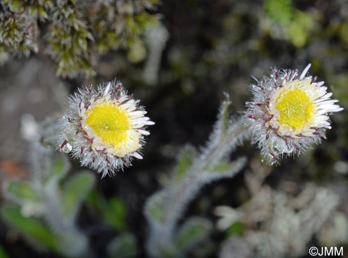 Erigeron uniflorus