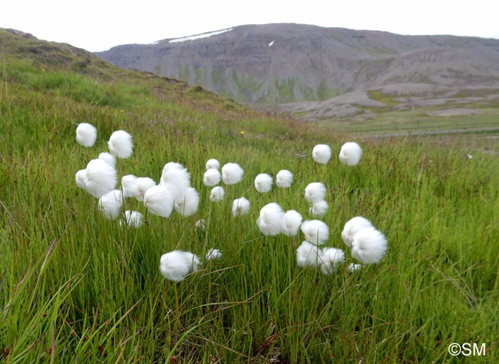 Eriophorum scheuchzeri