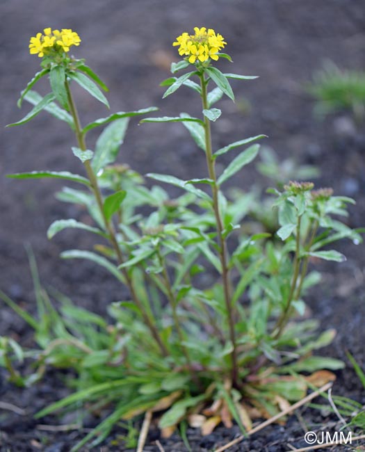 Erysimum strictum