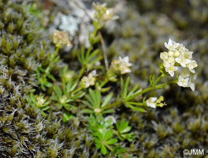 Galium normanii