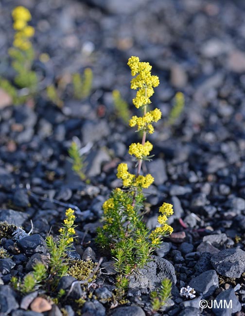 Galium verum subsp. verum