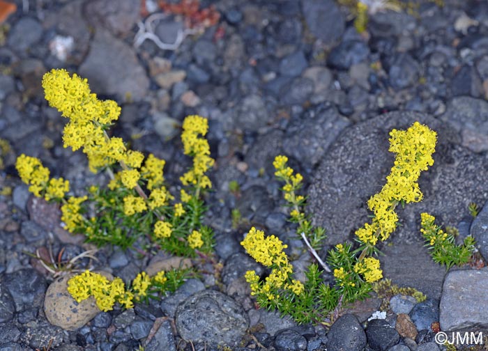 Galium verum subsp. verum