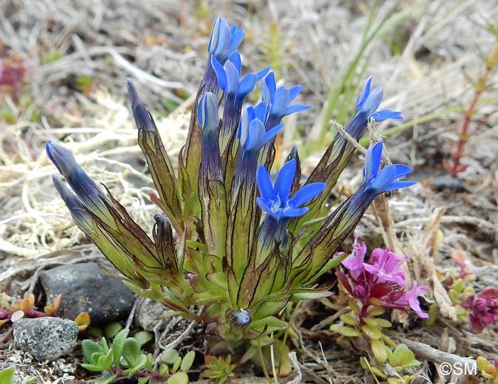 Gentiana nivalis