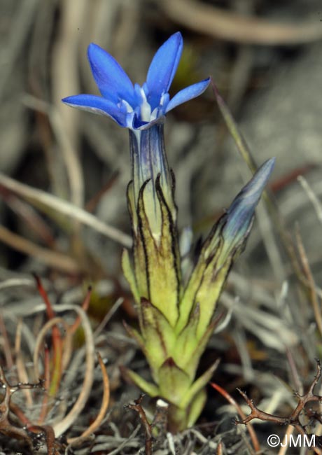 Gentiana nivalis