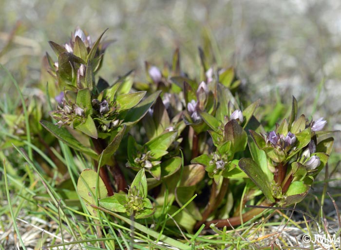 Gentianella aurea