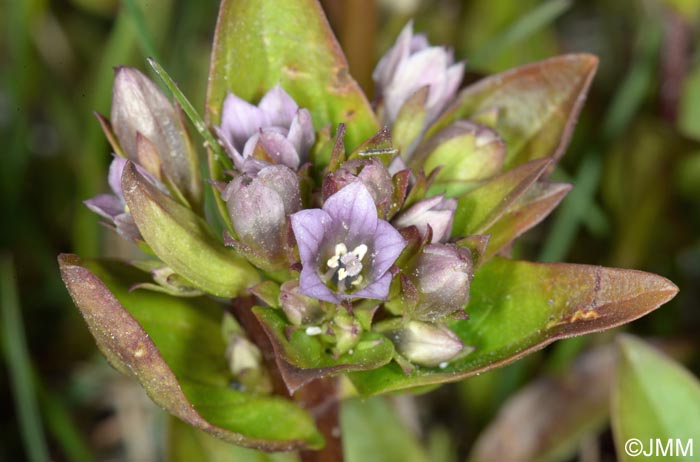 Gentianella aurea