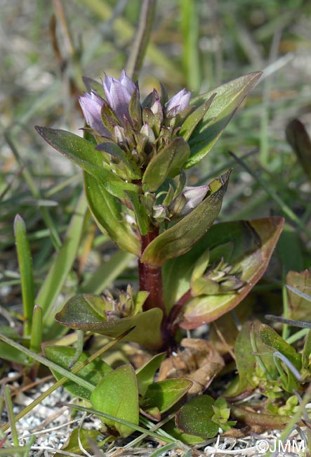 Gentianella aurea