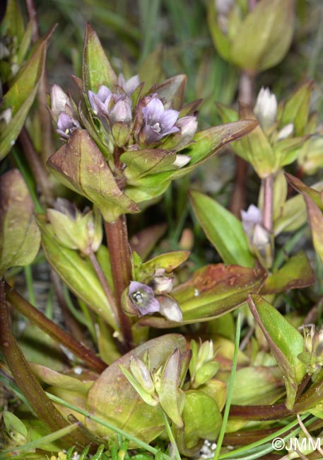 Gentianella aurea